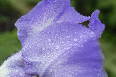Photo of Beautiful blue iris flower with dew drops outdoors, closeup