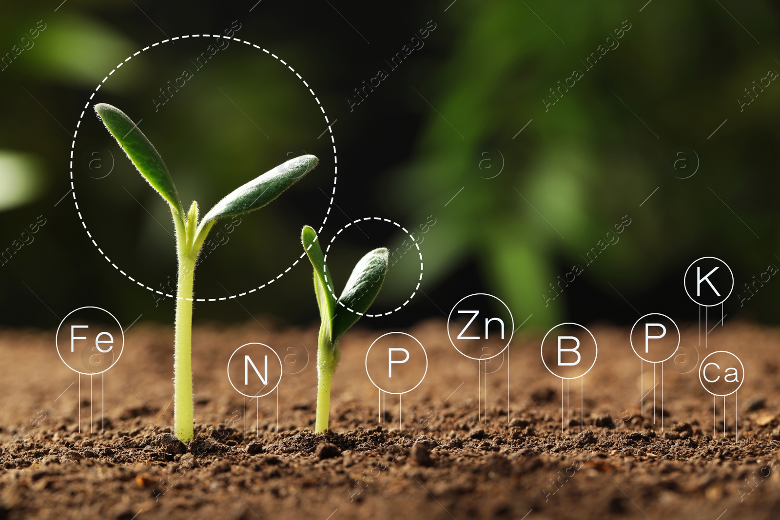 Image of Mineral fertilizer. Young seedlings growing in soil, closeup