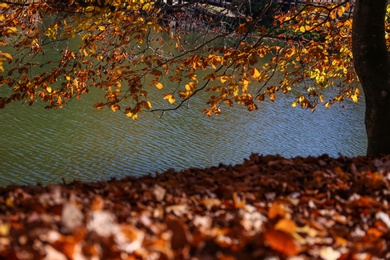 Photo of Tree with golden autumn leaves near pond