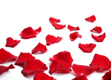 Beautiful red rose petals on white background