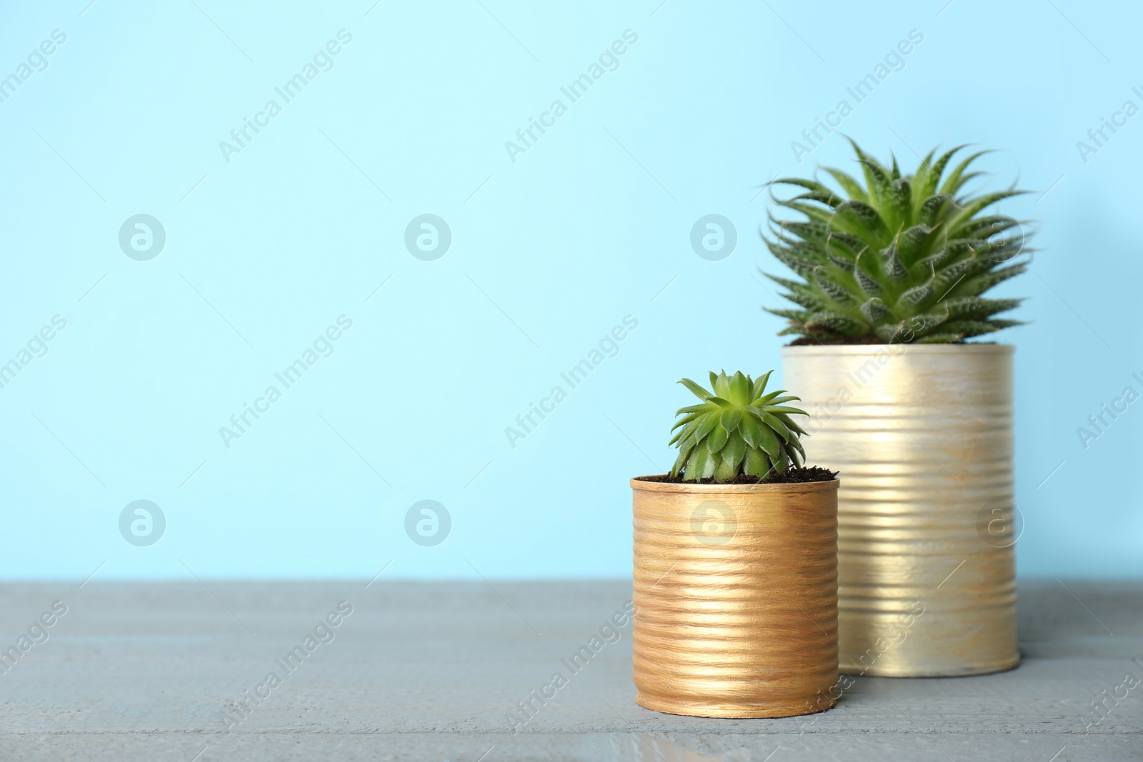 Photo of Beautiful houseplants in tin cans on grey wooden table. Space for text