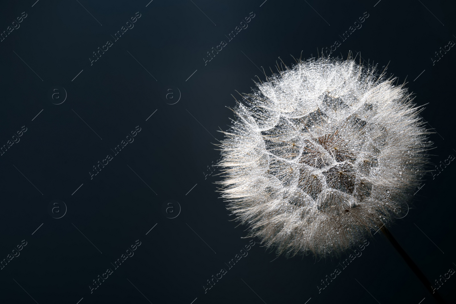 Photo of Beautiful fluffy dandelion flower with water drops on green background, closeup. Space for text