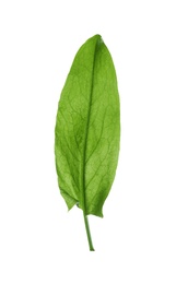 Photo of Fresh green single sorrel leaf isolated on white