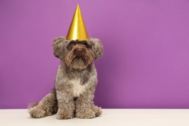 Photo of Cute Maltipoo dog wearing party hat on white table against violet background, space for text. Lovely pet