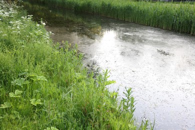 Photo of View of channel with green reeds on sunny day