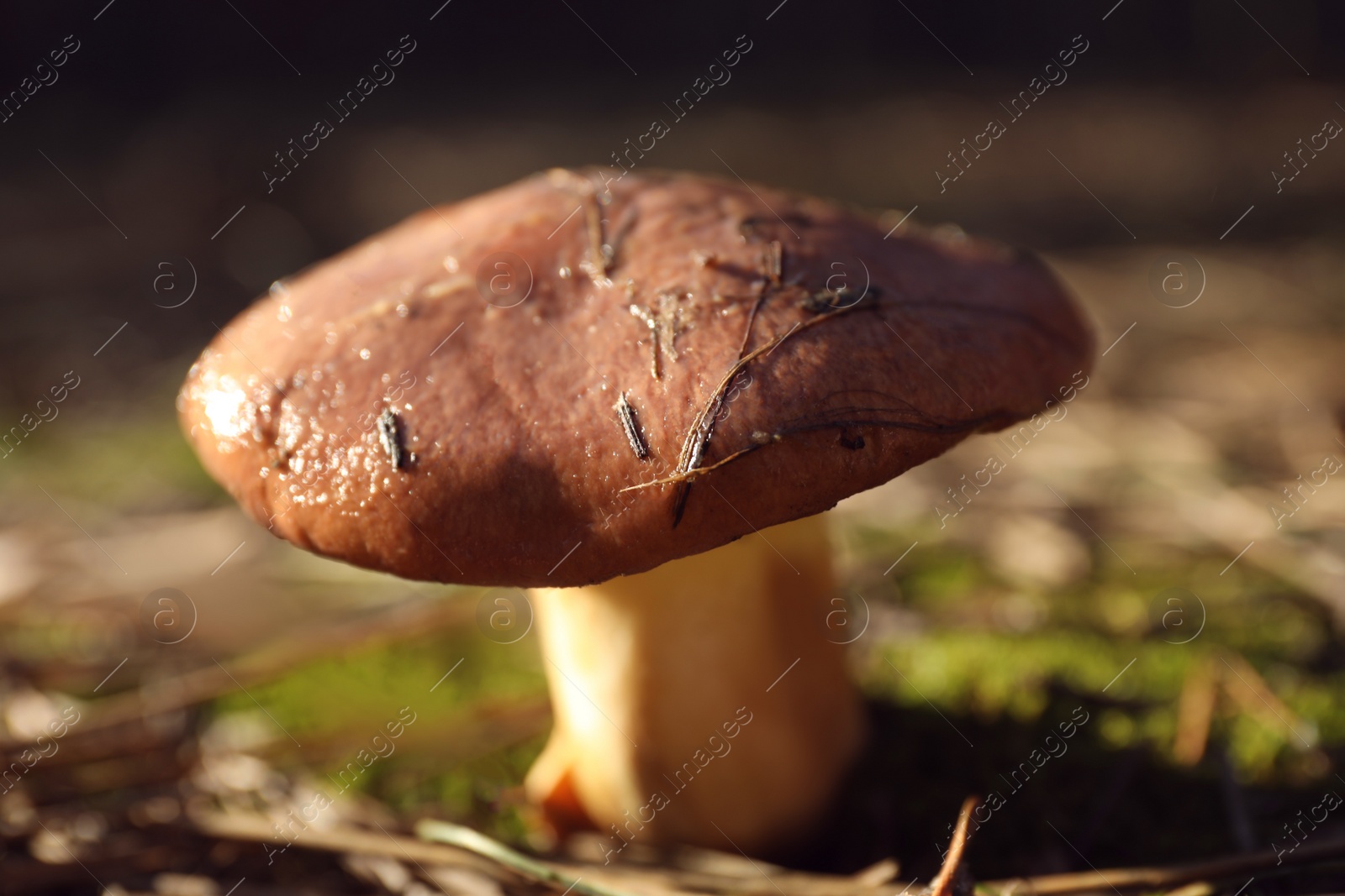 Photo of Fresh wild mushroom growing in forest, closeup view