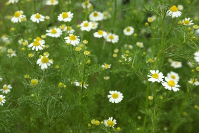 Photo of Beautiful bright chamomiles growing outdoors, closeup. Meadow flowers