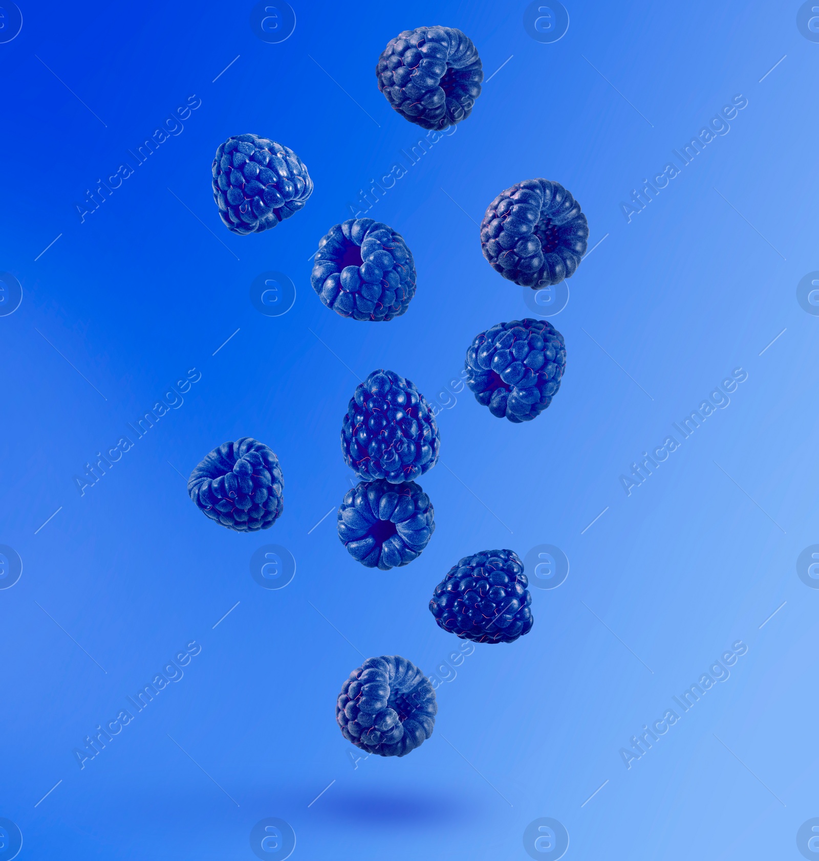 Image of Many fresh blue raspberries falling on blue background