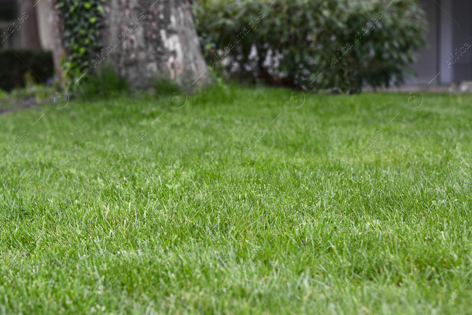 Photo of Beautiful green grass outdoors on sunny day