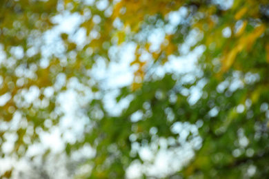 Blurred view of autumn foliage outdoors. Bokeh effect