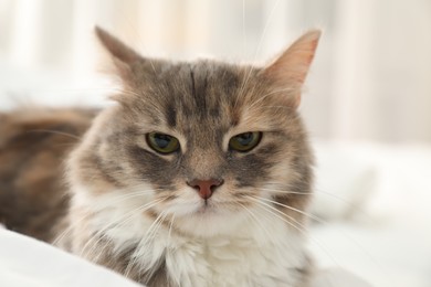 Cute fluffy cat, closeup view. Domestic pet