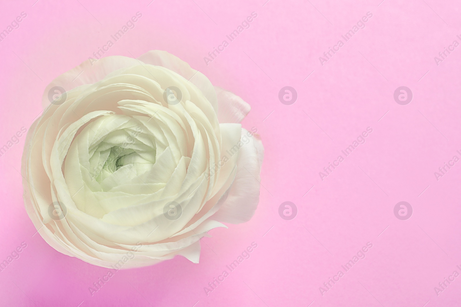 Photo of Beautiful ranunculus flower on color background