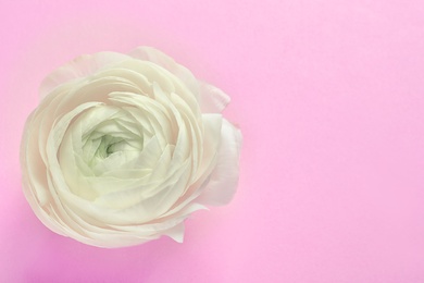 Photo of Beautiful ranunculus flower on color background