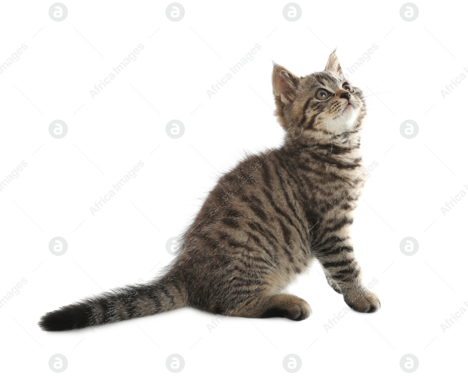 Photo of Cute tabby kitten on white background. Baby animal