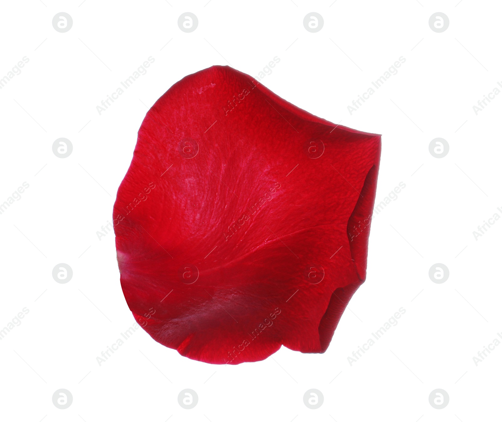 Photo of Red rose flower petal on white background