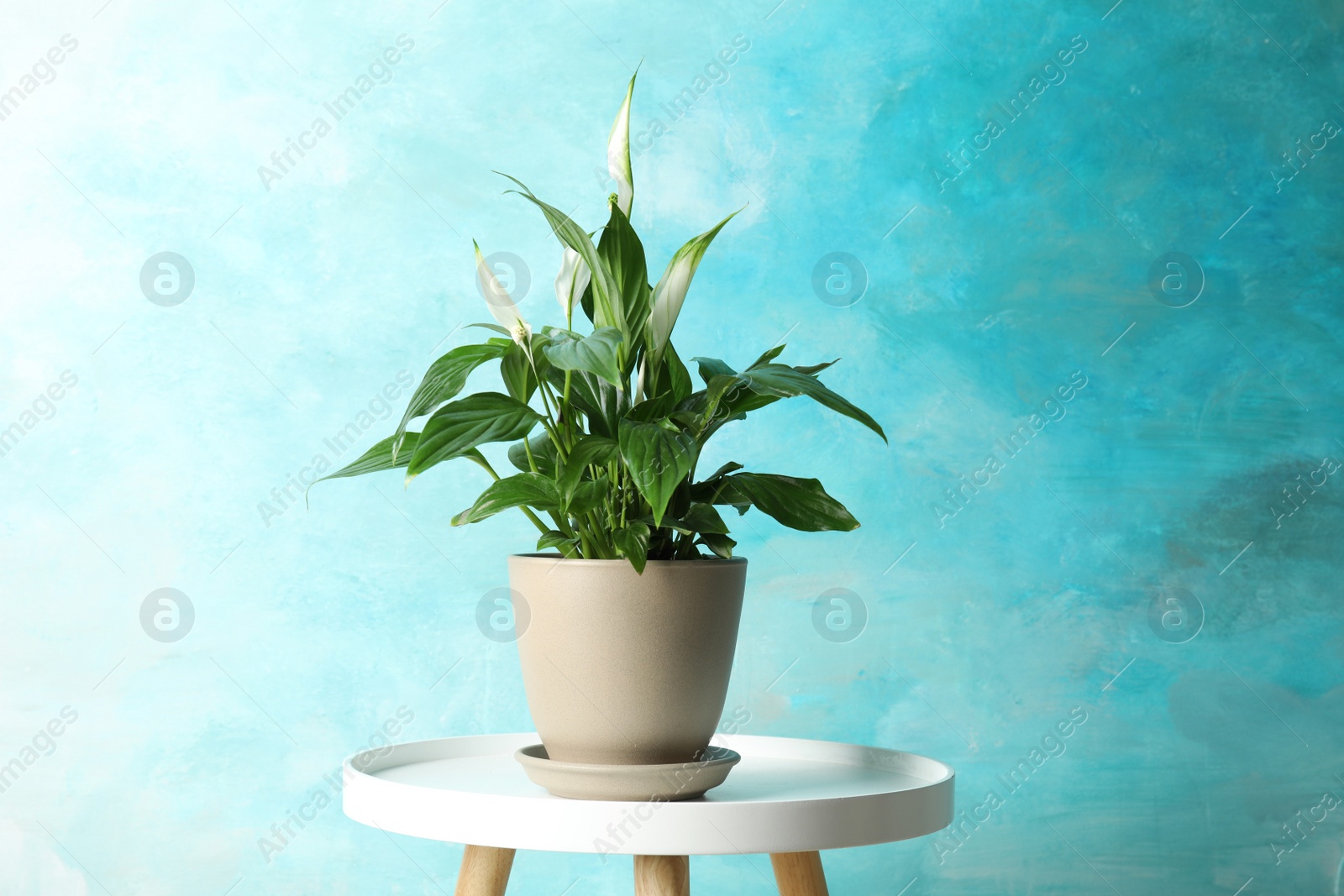 Photo of Spathiphyllum plant in pot on table near color wall. Home decor