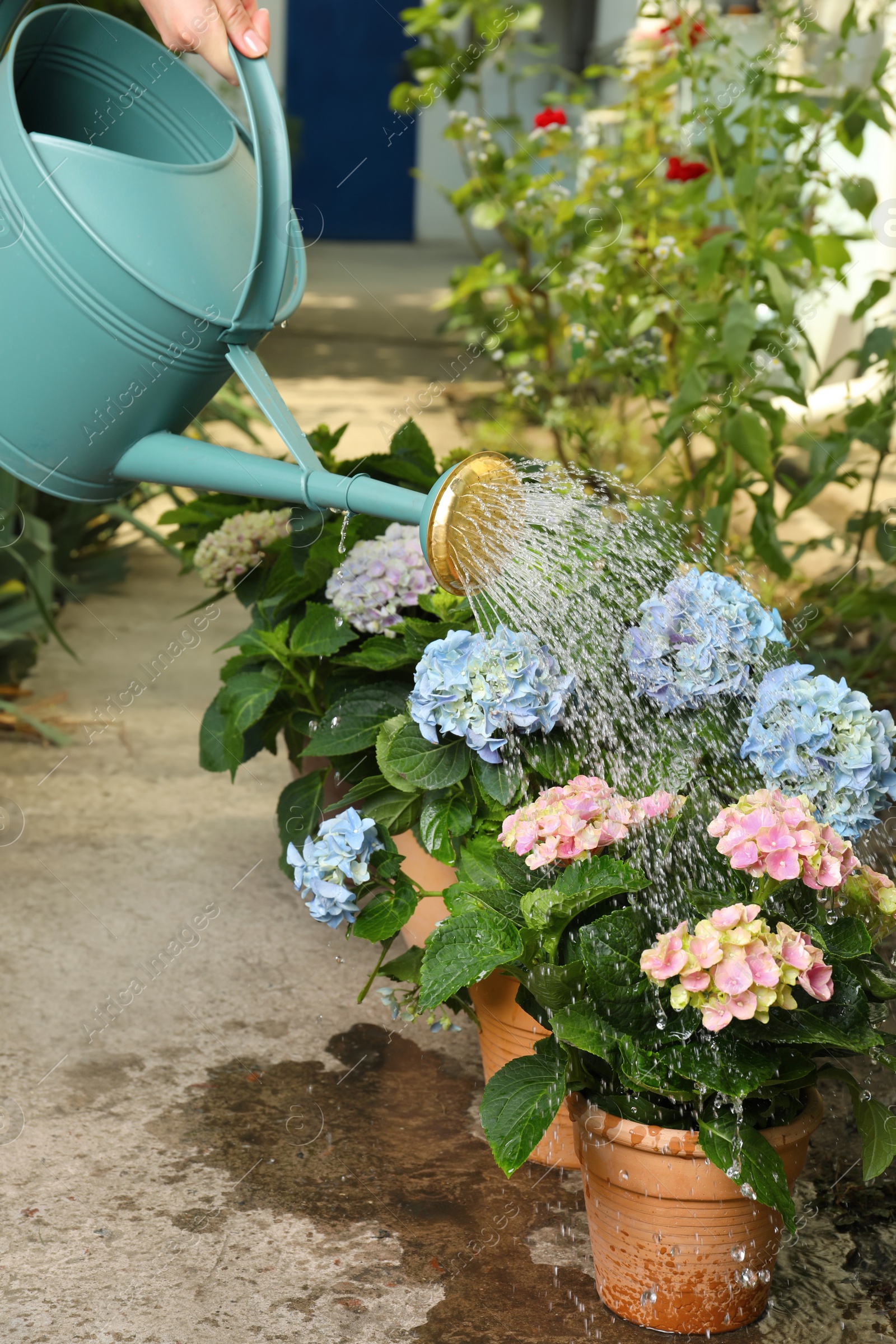 Photo of Woman watering beautiful blooming hortensia plants in garden, closeup