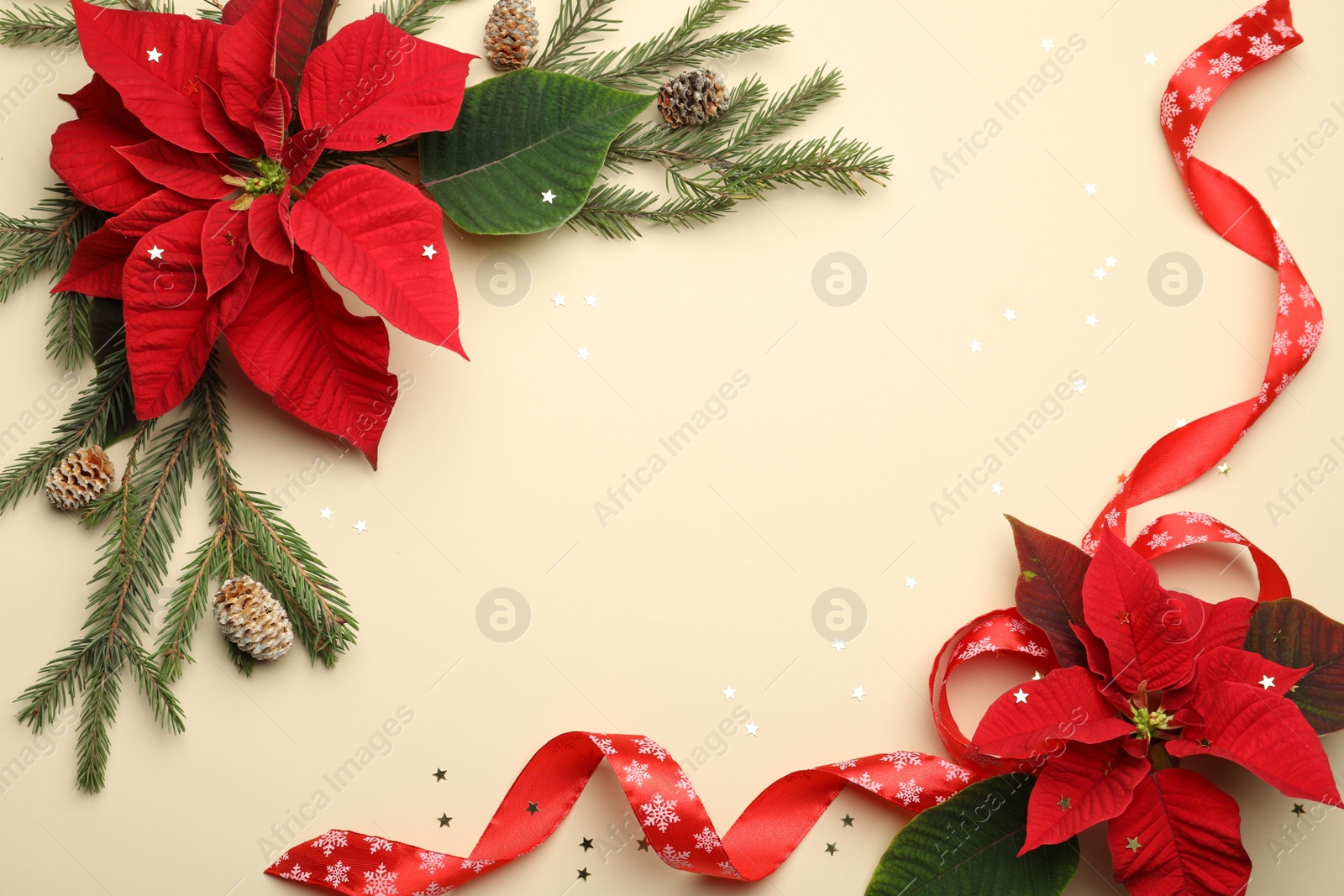 Photo of Flat lay composition with poinsettias (traditional Christmas flowers) and fir branches on beige background. Space for text