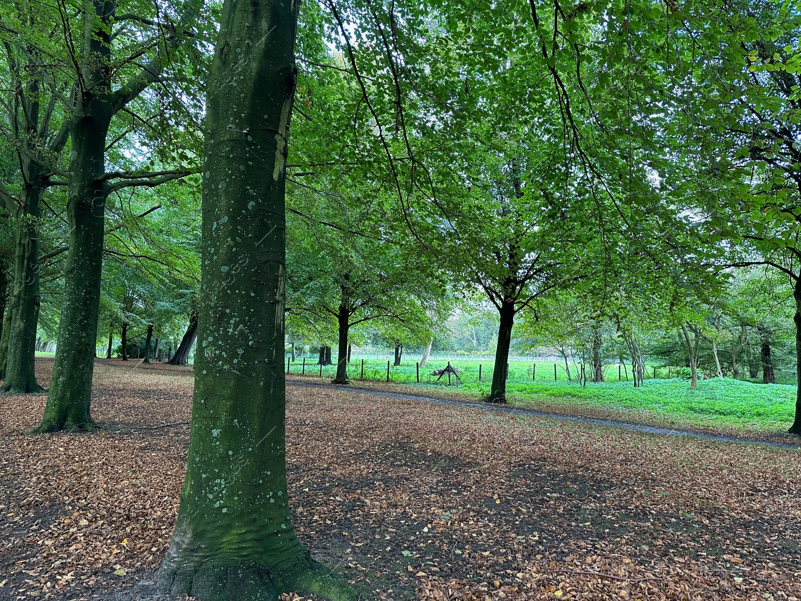 Photo of Many high green trees in beautiful park