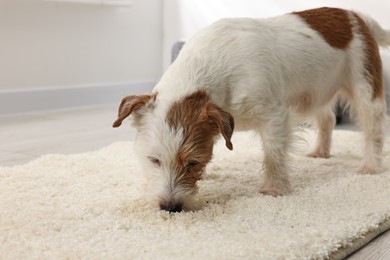 Cute dog near wet spot on rug indoors