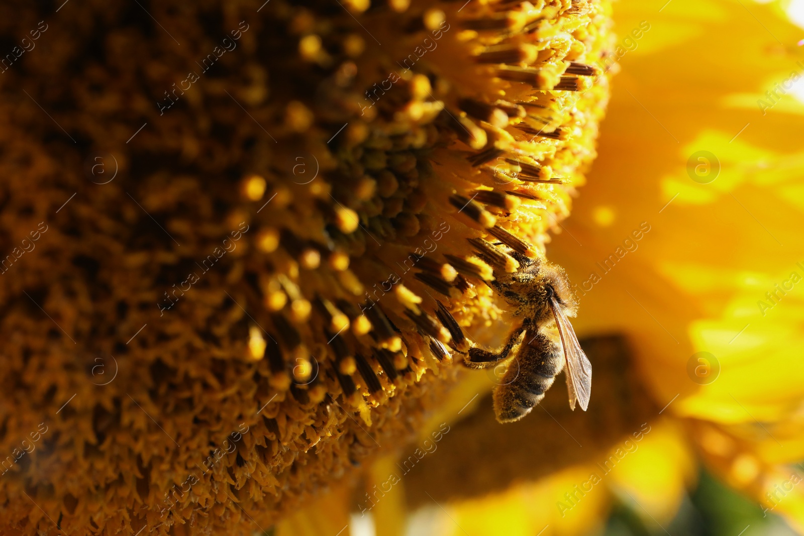 Photo of Honeybee collecting nectar from sunflower outdoors, closeup