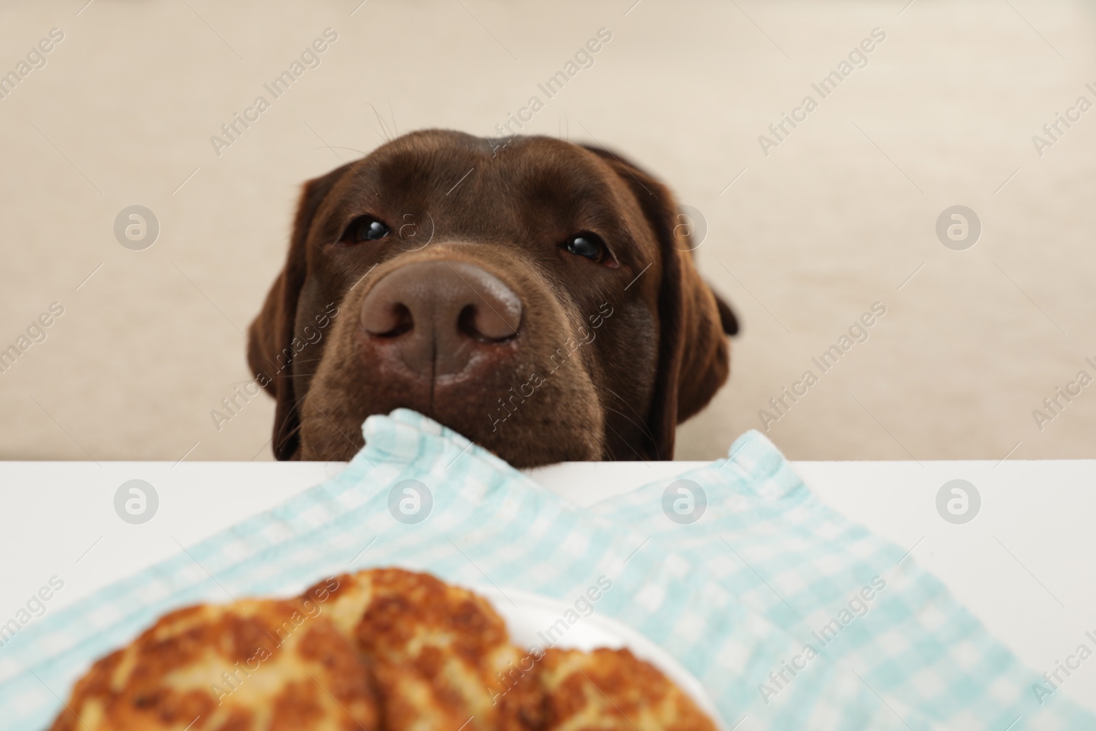 Photo of Chocolate labrador retriever at table with plate of cookies indoors