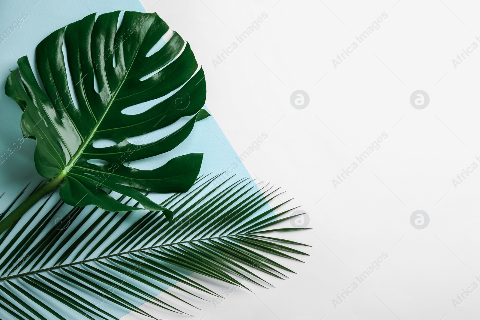 Photo of Beautiful monstera and palm leaves on color background, flat lay with space for text. Tropical plants