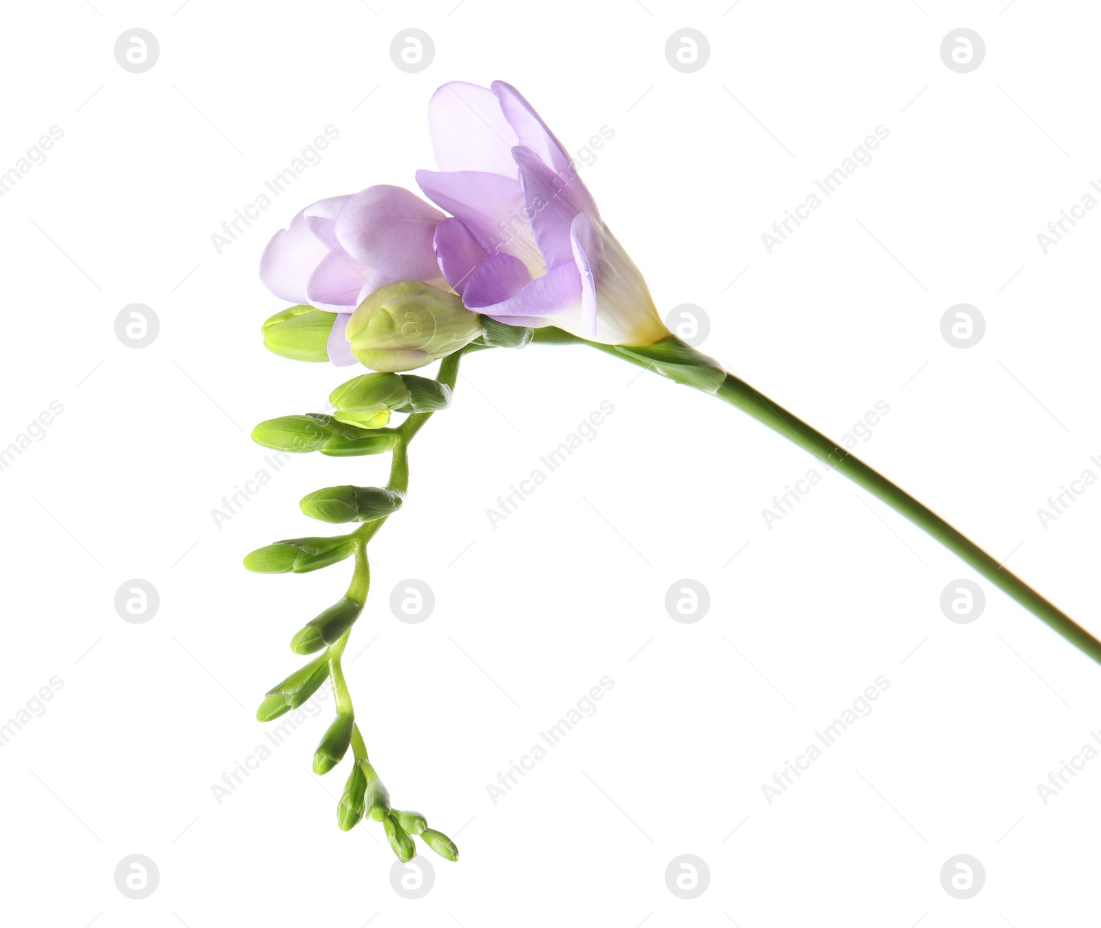 Photo of Beautiful freesia with fragrant flowers on white background