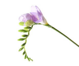 Photo of Beautiful freesia with fragrant flowers on white background