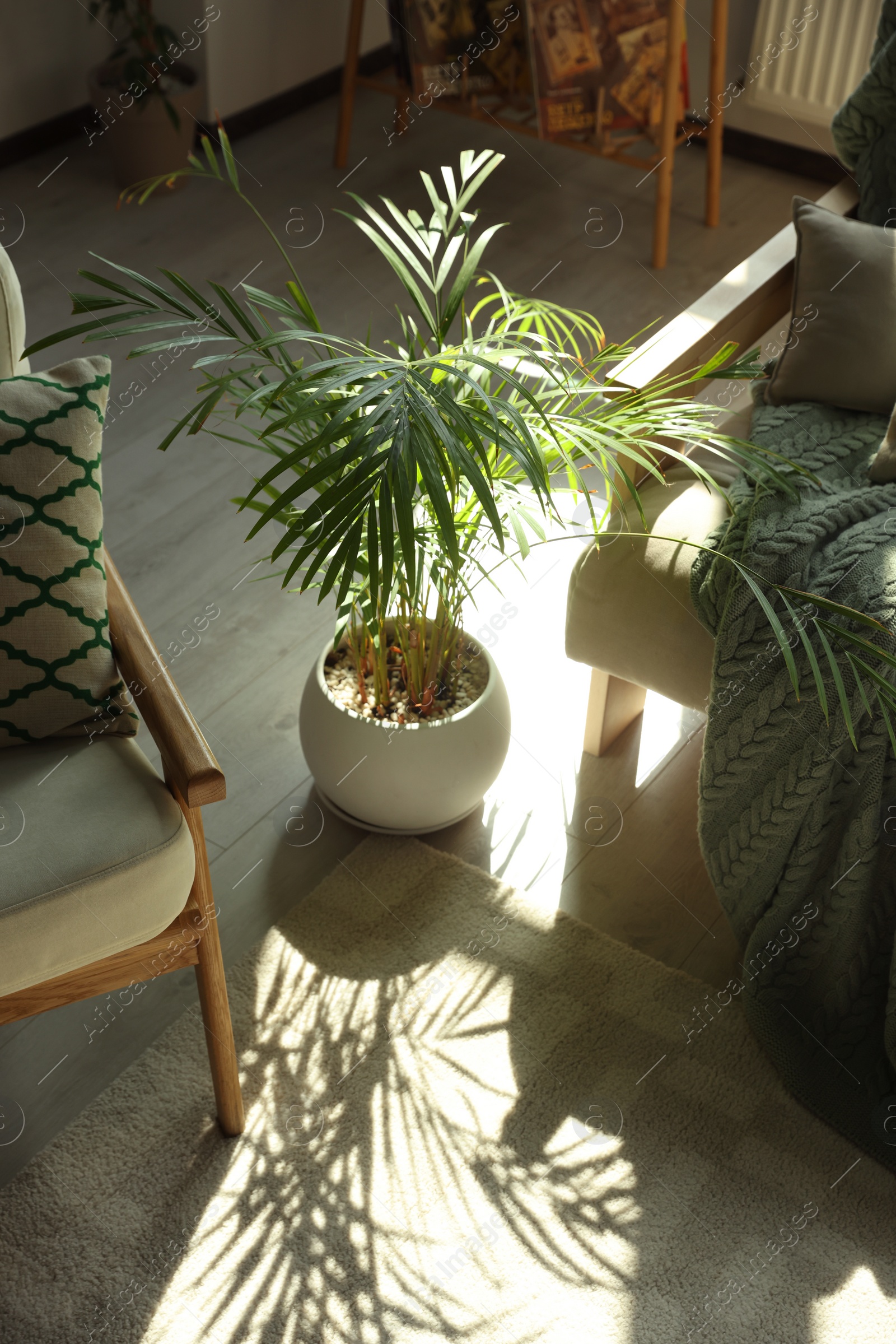 Photo of Beautiful green houseplant in stylish sunlit room