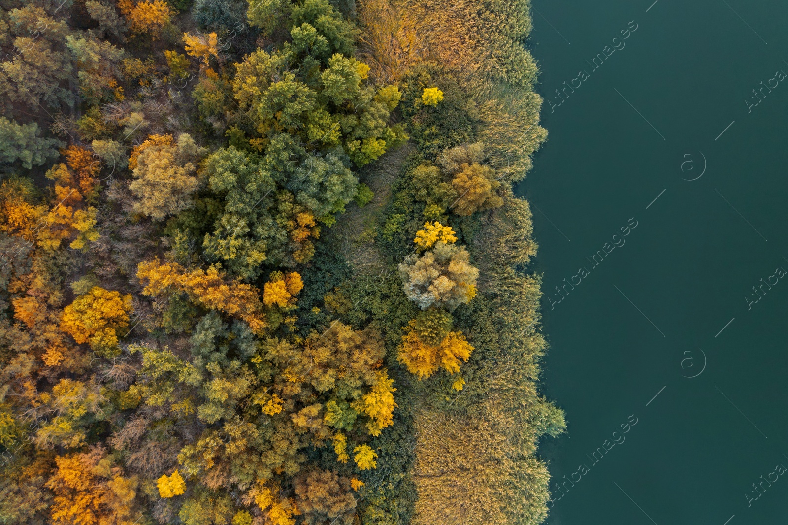 Image of Beautiful aerial view of forest near river in autumn