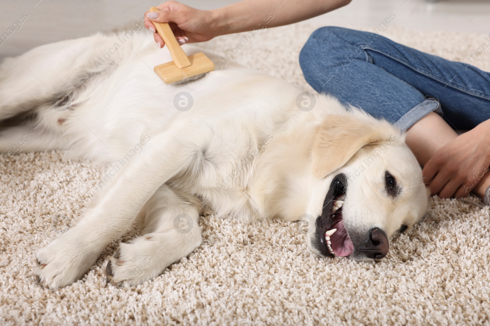 Photo of Woman brushing cute Labrador Retriever dog's hair at home, closeup