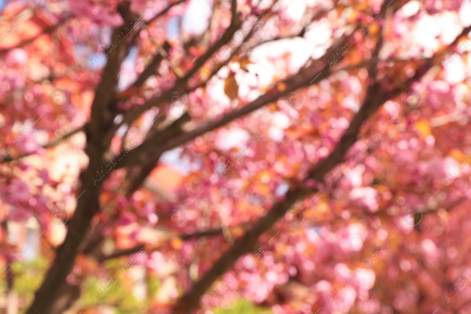 Photo of Blurred view of beautiful blossoming sakura tree outdoors. Bokeh effect