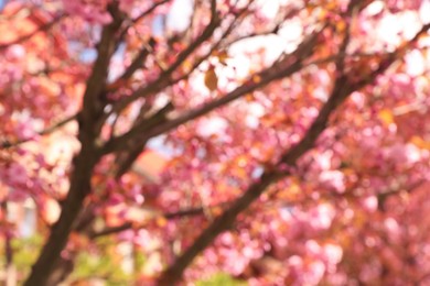 Blurred view of beautiful blossoming sakura tree outdoors. Bokeh effect