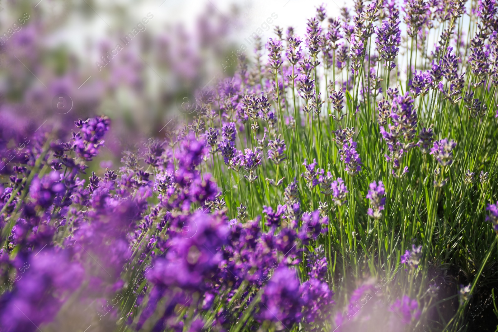 Photo of Beautiful blooming lavender field on summer day