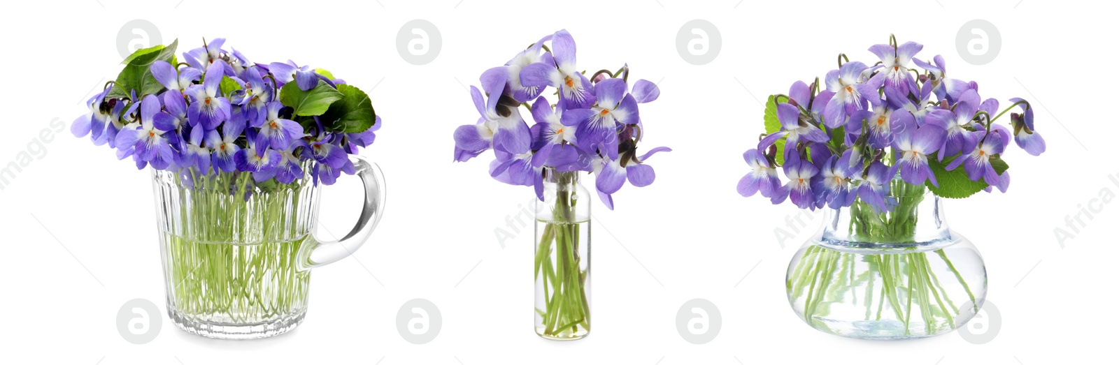 Image of Set with beautiful wood violets on white background, banner design. Spring flowers