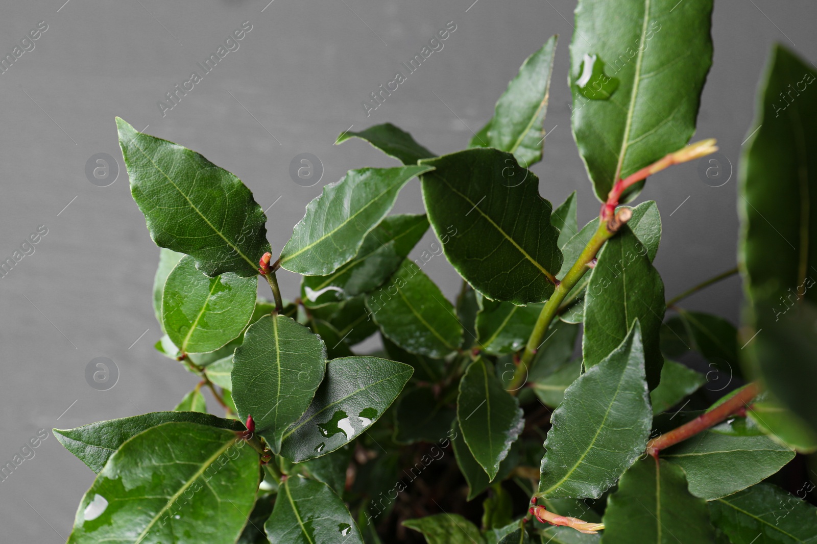 Photo of Bay tree with green leaves growing on grey background, closeup