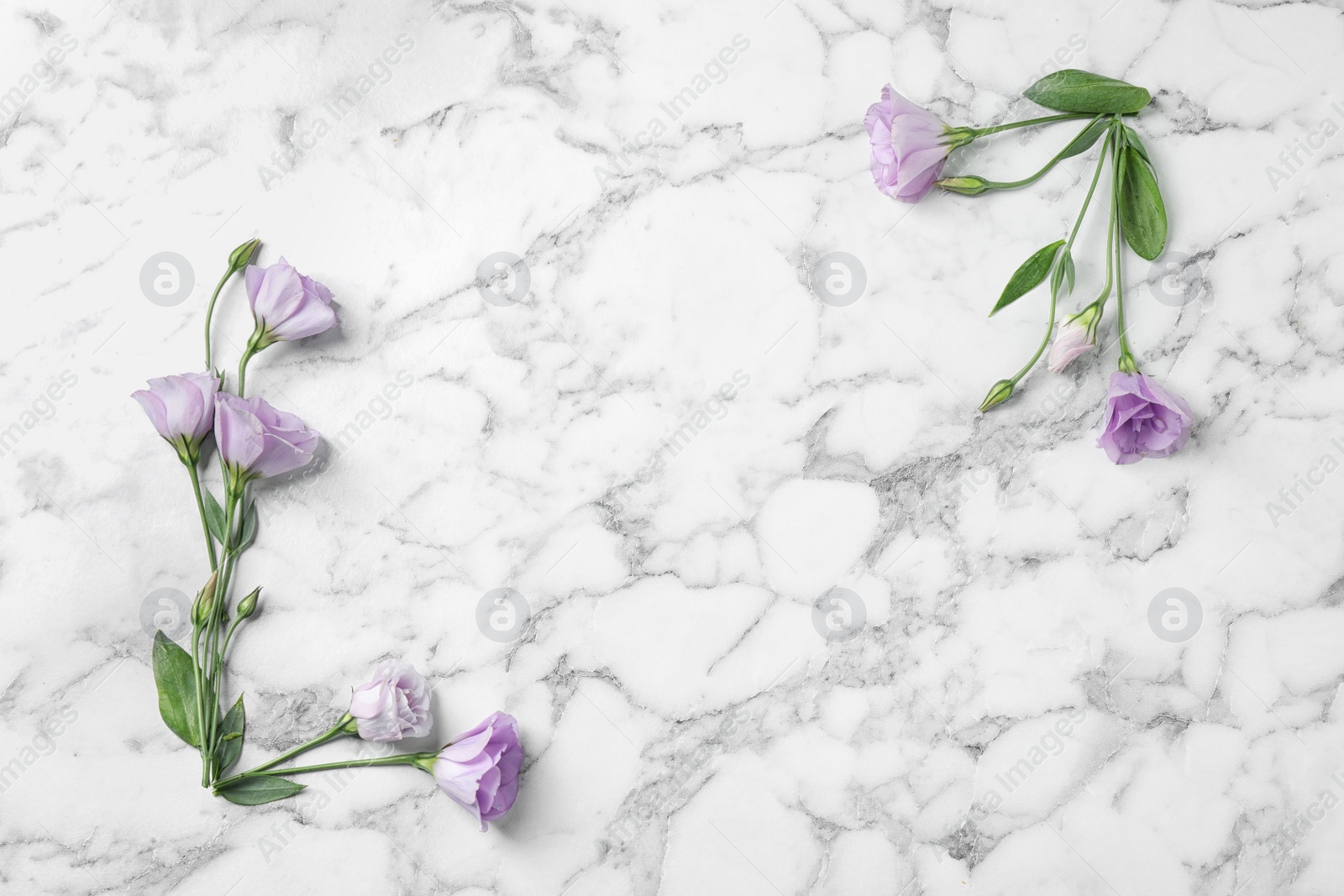 Photo of Flat lay composition with beautiful Eustoma flowers on marble table, space for text