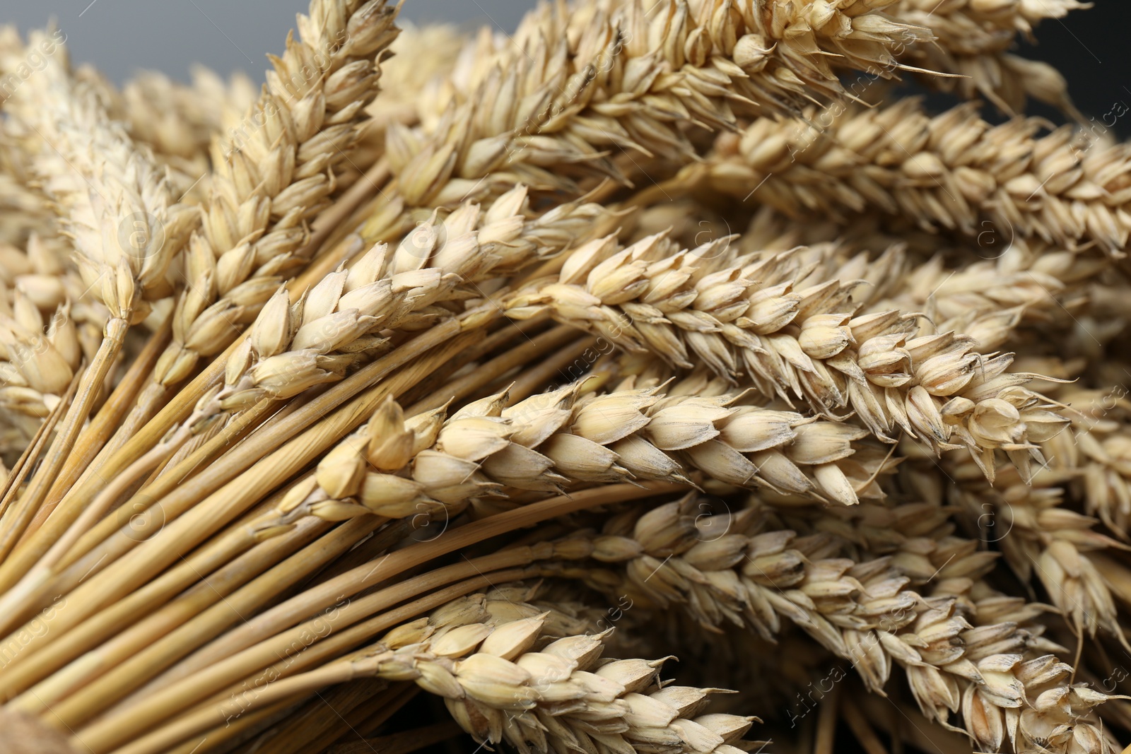 Photo of Many dried ears of wheat, closeup view