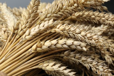 Many dried ears of wheat, closeup view