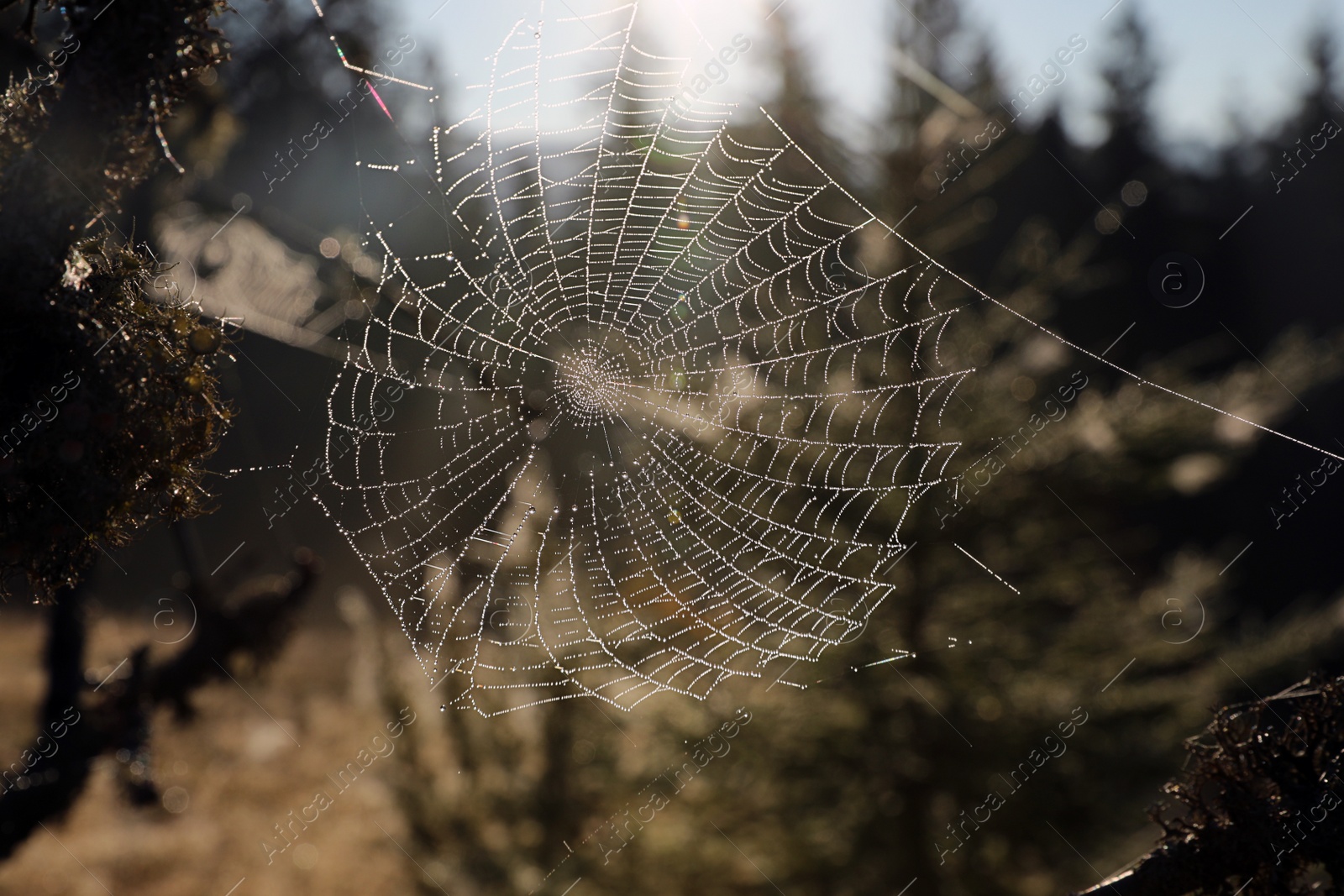 Photo of Beautiful sunlit spiderweb with morning dew outdoors, closeup