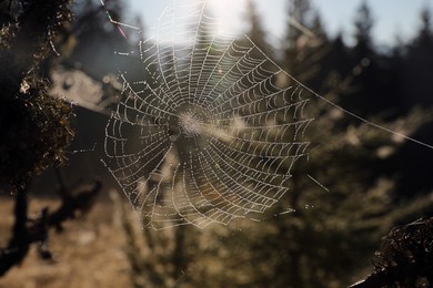 Beautiful sunlit spiderweb with morning dew outdoors, closeup