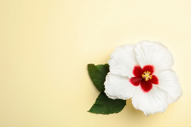 Photo of Beautiful tropical hibiscus flower with leaves on light yellow background, top view. Space for text