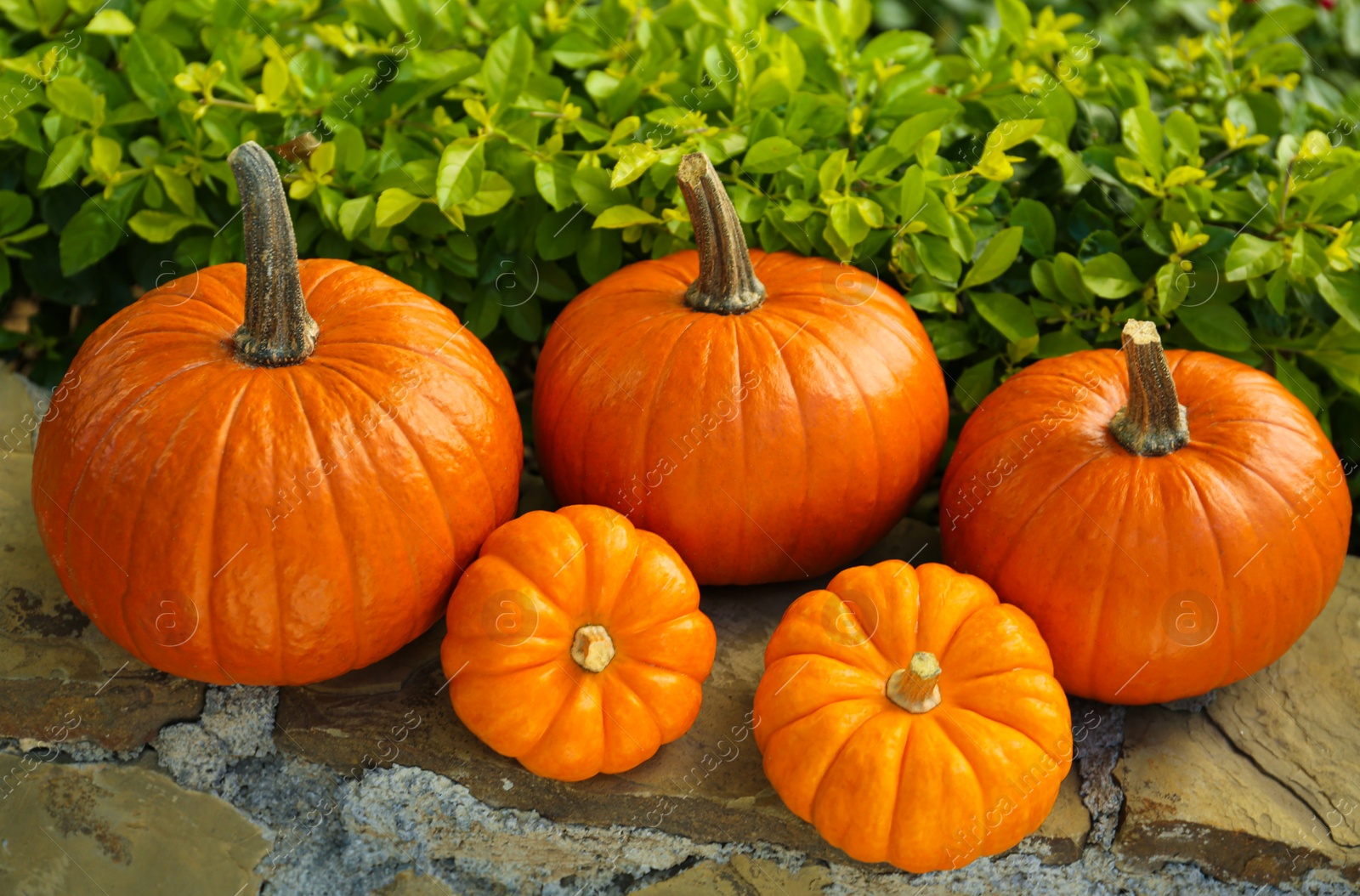 Photo of Many whole ripe pumpkins on stone curb outdoors