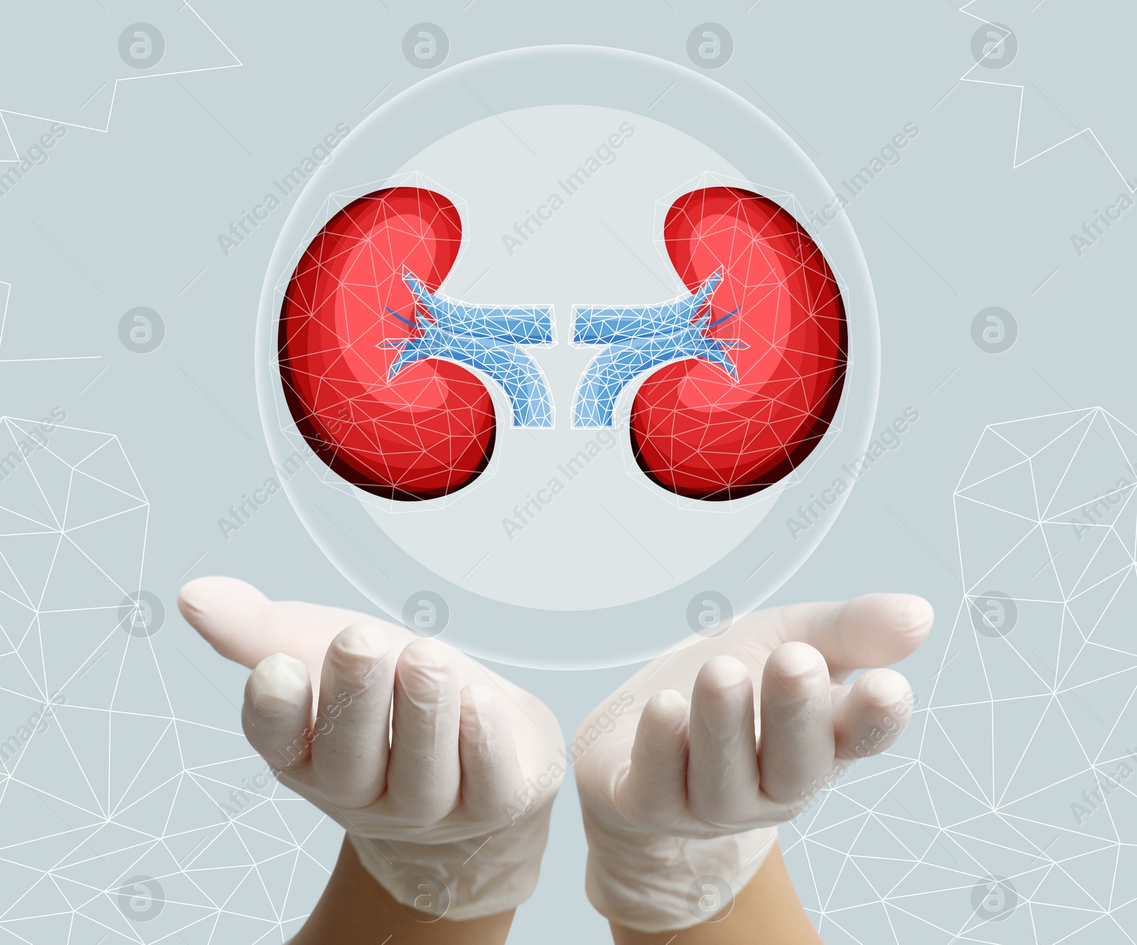 Image of Closeup view of doctor and illustration of kidneys on light background