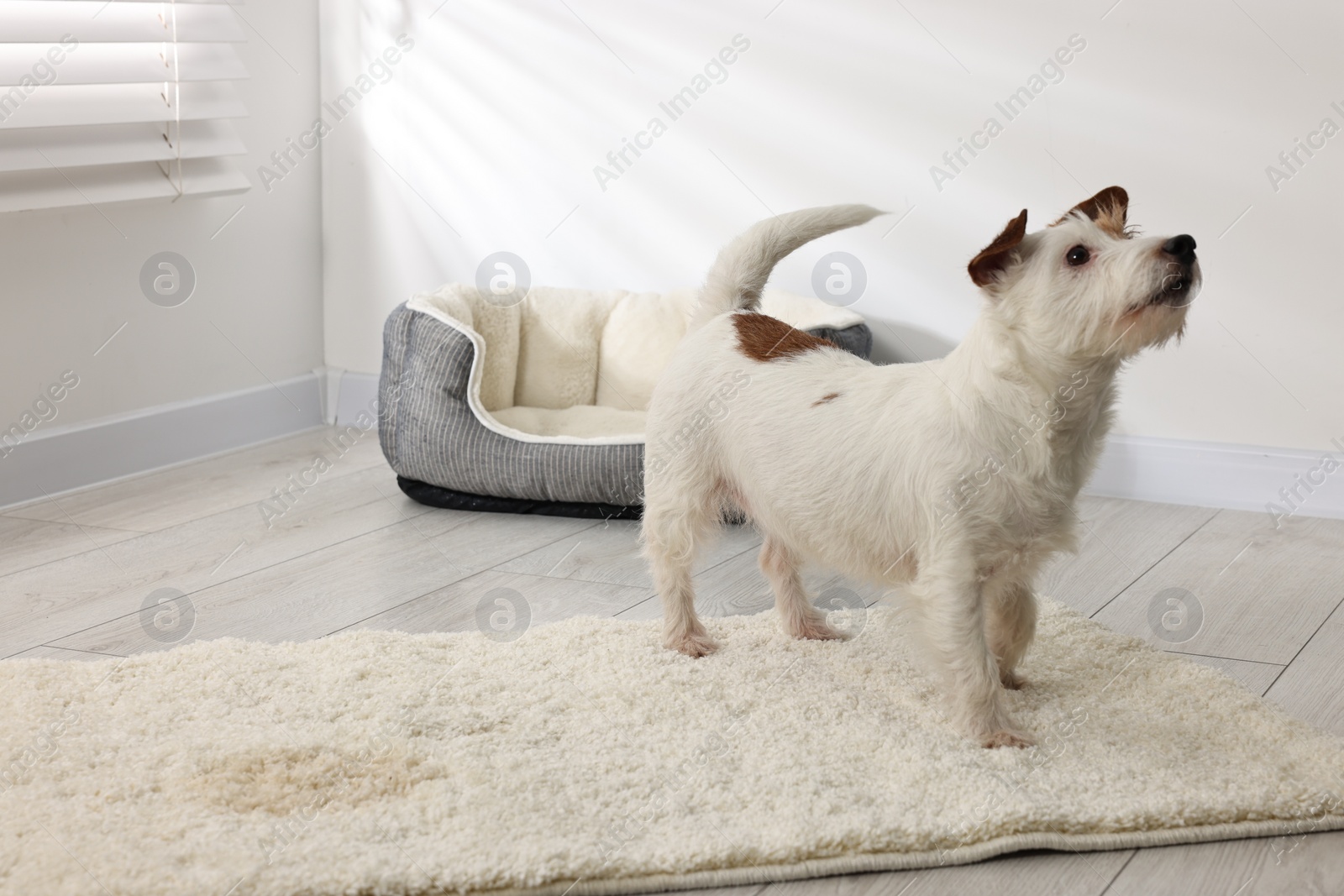 Photo of Cute dog near wet spot on rug indoors