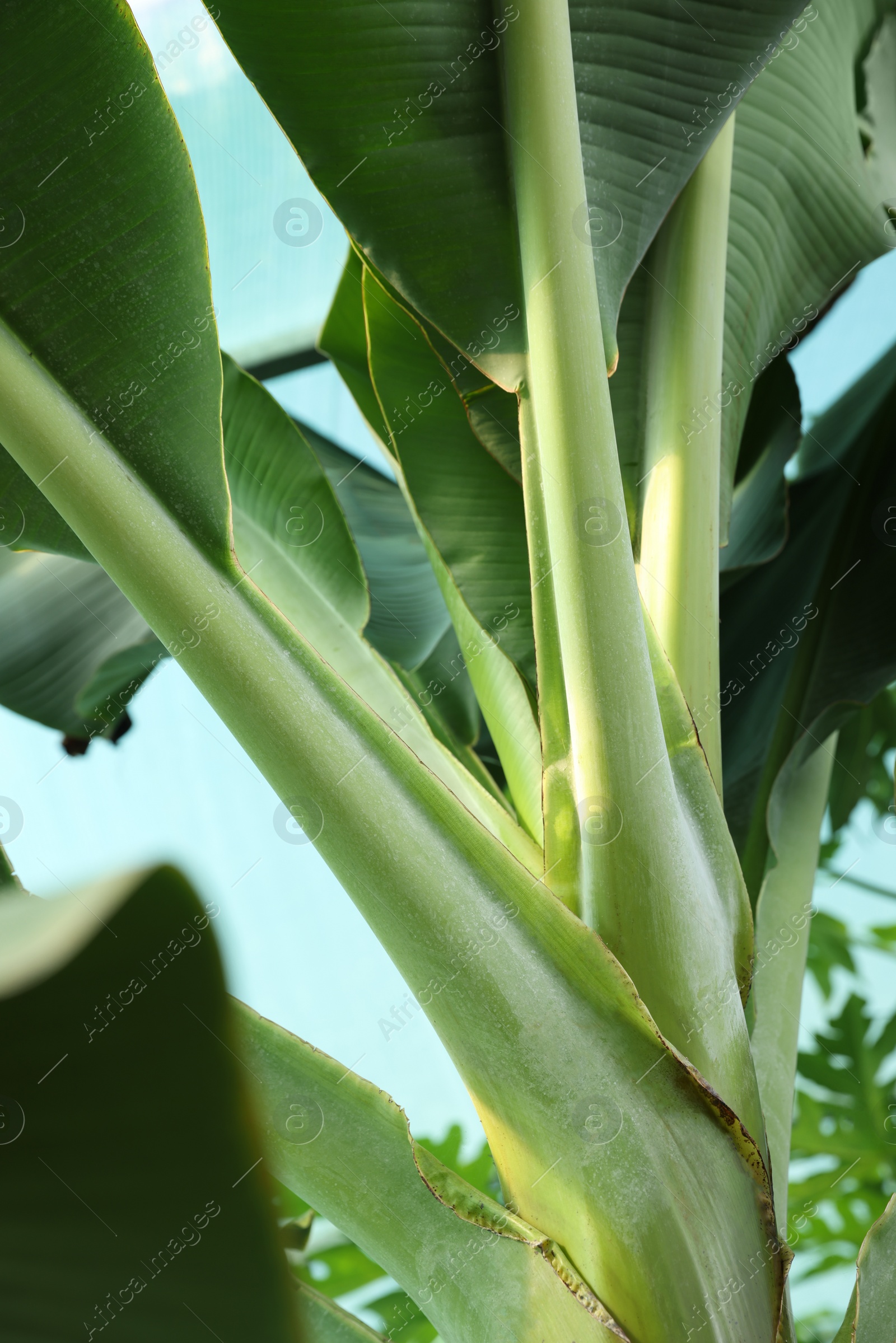 Photo of Banana tree with green leaves growing outdoors, low angle view