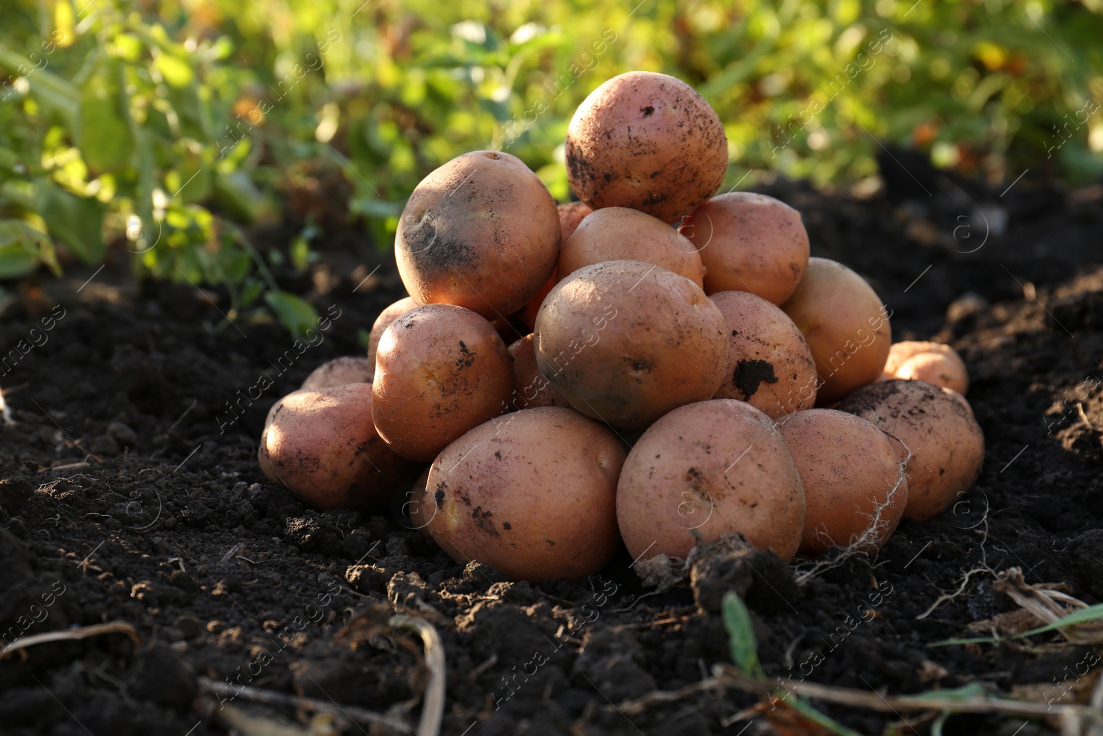 Photo of Pile of fresh ripe potatoes on ground outdoors