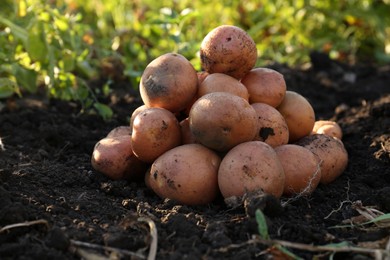 Pile of fresh ripe potatoes on ground outdoors