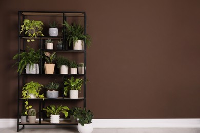 Photo of Shelving unit with many beautiful houseplants near brown wall indoors, space for text. Interior design